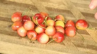 Gorgeous Rainier Cherries @YourProduceMan
