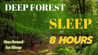 Forest Sounds for Deep Sleep & Relaxation &ndash; 8 Hours