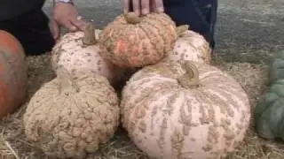 EZ Harvest Festival