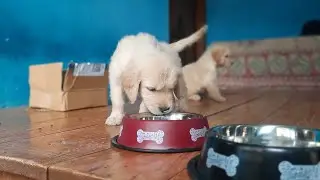 New feeding bowl for pet 😋 #dog #dognutrition #amazon #goldenretriever