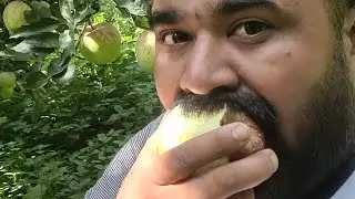 Apple 🍎  Ke Khet Me Gush Gaye ... Manali ... HIMACHAL PRADESH