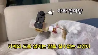 Было создано устройство для кошек, которые никогда не могли сосать молоко матери.