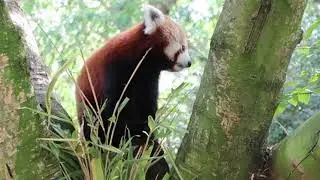 VISITING BANHAM ZOO | NORFOLK,ENGLAND | MINI VLOG