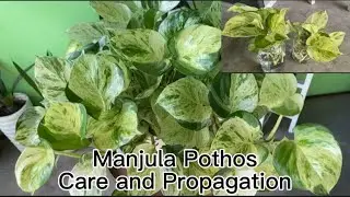 Manjula Pothos Care and Propagation