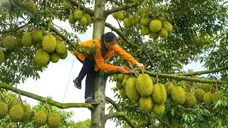 Harvesting durian to sell at the market - Making delicious durian pancakes for the family