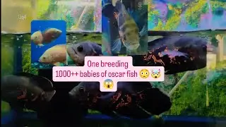 How to breed Oscar fish 