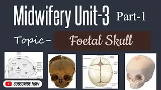 Fetal Skull💀| Midwifery Unit-3 Part-1 #midwifery #notes #skull #gnmnursing #anmnursing #bscnursing  