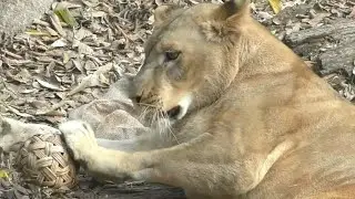 クレイちゃんのボール遊びが楽しい・可愛い♡とべ動物園にて