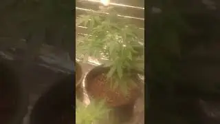 #MARS-HYDRO GROW JOURNAL SP 250 SP.150 &times;2 #Sp6500