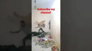 monkey attacked a boy  #viral #latestnews #funny