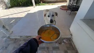dog eat raw eggs