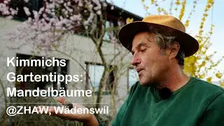 Kimmichs Gartentipps: Mandelb&auml;ume @ZHAW, W&auml;denswil