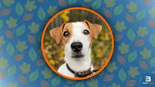 Preparing Your Dog for Autumn and Winter