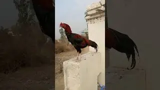 Aseel Bird Power & Beauty | Pure Aseel Chicken Showcase 🐓🔥