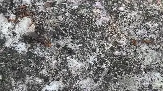 Yellow crazy ants princess ant