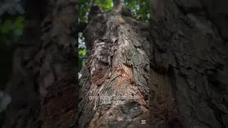 Ants are really amazing 🤯