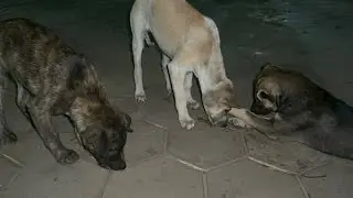 Puppy is very happy, lovely is animals.#cat #kitten #puppy #dog #monkey #rabbit #shorts #seal #pets