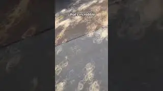 Solar Eclipse Shadows #shorts #solareclipse #eclipse