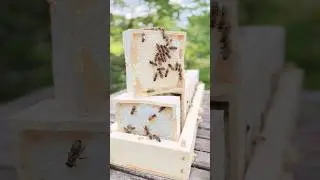 Perfekter Wabenhonig  😍 #wabenhonig #rohhonig #honig #honigwabe #imkerei #imkerhonig #bienen #bee