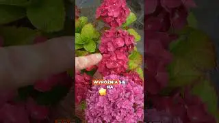 Hortensja 'You and Me Together' 💗🪻 Podw&oacute;jne kwiaty, jakich jeszcze nie widziałeś!