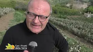 Fontanelice: aronia in fiore e aumentano gli ettari