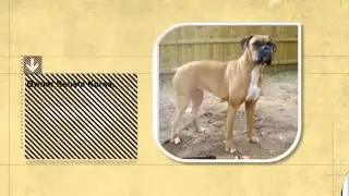 Dog Facts: Baks The Blind Boxer and Buttons | Seeing Eye Goose Befriends Blind Dog