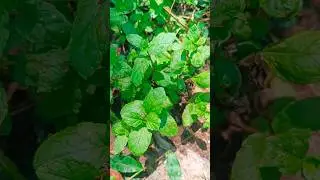 Summer special refreshing mint juice 🤤🥤🤤#mintjuice#summerdrink#pudina #juice#ytshorts#trending
