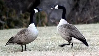 Goose honking noise - Sound Effect