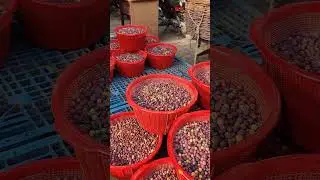 Indian Sherbet Berry | Falsa Fruit Market Punjab | Phalsa