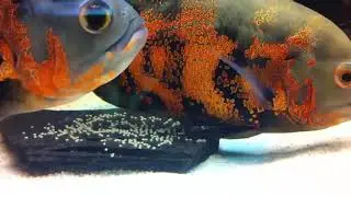 Oscar fish breeding | Oscar fish breeding pair | Oscar egg hatching|