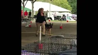 UKC Conformation Show 1 Bel Air Maryland 9_30_2017
