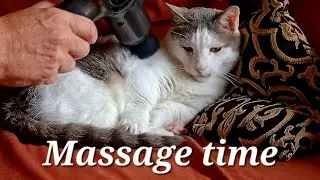 Munchkin Massage for Mr Grieves the cute little Munchkin cat 🐈 😻 