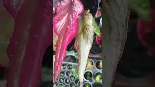 Kenken, keladi daun bambu yang keriting dan warna yg menarik #keladi #caladium #plants #tanamanhias