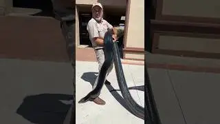 Breathtaking Rainbow Reticulated Python🤩🙌