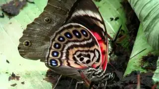 Agrias claudina lugens