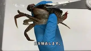 ソフトシェルクラブホールクリーン説明動画