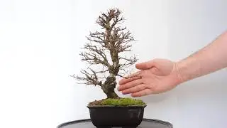 V&iacute;deo 360&ordm; Bons&aacute;i Ulmus Parvifolia. Olmo Nire keyaki. Zelkova Nire. ULP79