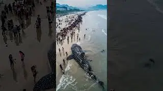 Whales Dying in Our Oceans &ndash; Why? 😢💔 #shorts #whale #seafood