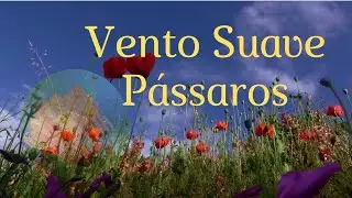 🎧Suave Som Do Vento🍃 e Canto Dos P&aacute;ssaros | Meditar | Relaxar | Sons Da Natureza 🌼🌼