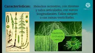 Familia Equisetaceae (equisetos)