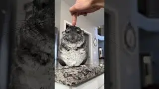 👉✈️😉 #shorts #chinchilla #pets