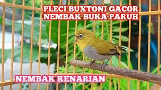 Masteran Pleci Bustomi Gacor Ngalas Buka Paruh &lrm;&lrm;@SONSIN Net