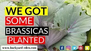 We got some Brassicas planted | Backyard Eden - Sustainable Urban Homestead