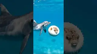 Pufferfish Inflates Inside Dolphin&rsquo;s Mouth! 🐬⚡🐡
