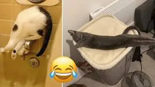 Funniest Cats and Dogs Clips 2025 😹🐶 | Try Not To Laugh Challenge 😂 #funnycats #funnydogs