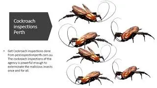 Cockroach Inspection Perth