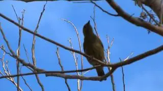 Palm Tanager (Tangara palmarum)