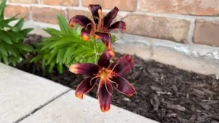 Flower fingers : Watch &lsquo;&lsquo;em Grow