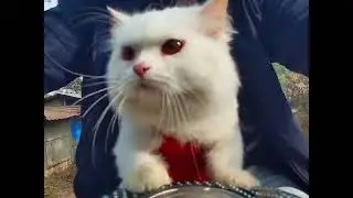বিড়ালের বাইক রাইড 🏍️🔥#motoride #cat on bike #moto vlog #moto cat prince #shorts #viral shorts
