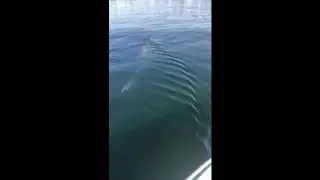 Boaters Encounter Shark Swimming Off Long Sands Beach in York County